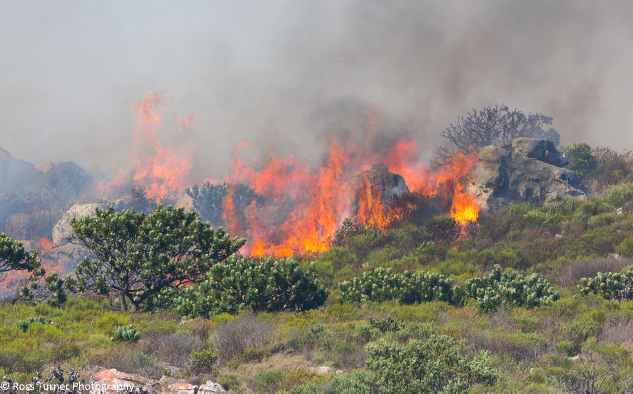 Study Finds That Climate Change Threatens Fynbos GroundUp study-finds-that-climate-change-threatens-fynbos-groundup